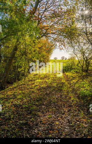 Waldweg in der Nähe von Woodham Walter in der Nähe von Maldon Essex Stockfoto