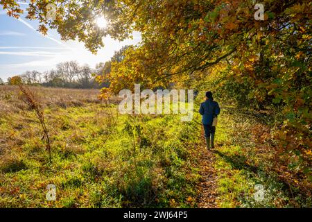 Waldweg in der Nähe von Woodham Walter in der Nähe von Maldon Essex Stockfoto