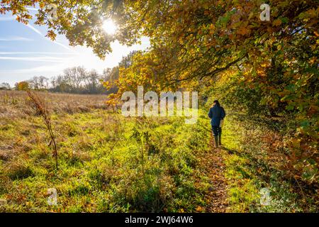 Waldweg in der Nähe von Woodham Walter in der Nähe von Maldon Essex Stockfoto