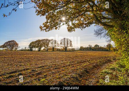 Waldweg in der Nähe von Woodham Walter in der Nähe von Maldon Essex Stockfoto