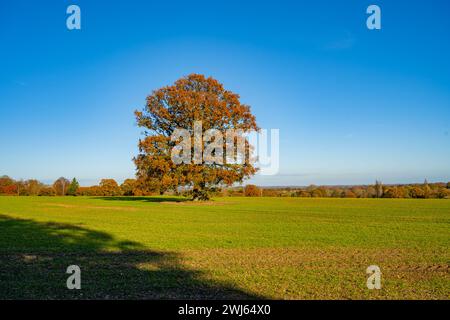 Wälder und Felder in der Nähe von Woodham Walter in der Nähe von Maldon Essex Stockfoto