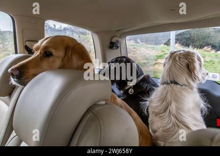 Drei Schützen (goldene Retriever und ein schwarzer labrador Retriever), die auf dem Rücksitz eines Kombi-Wagens unterwegs sind. Sie schauen alle aus dem Fenster. Stockfoto