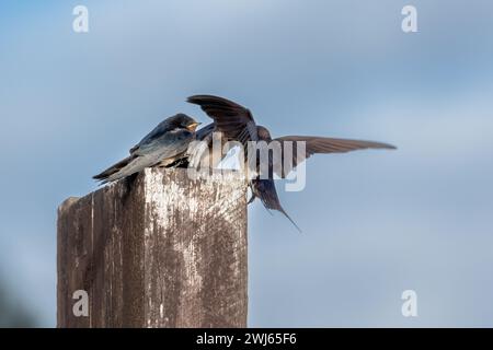 Hirundo Rustica Jungtiere, die von einem Elternteil gefüttert werden. Stockfoto