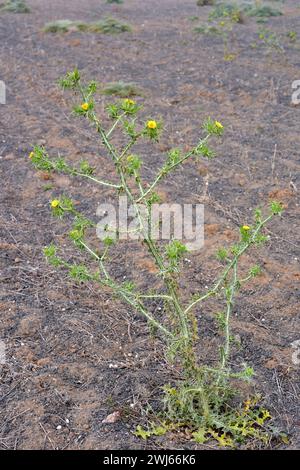 Die gefleckte Golddistel (Scolymus maculatus) ist eine einjährige Pflanze, die auf den Kanarischen Inseln, dem Mittelmeerbecken und Westasien beheimatet ist. Dieses Foto wurde aufgenommen Stockfoto