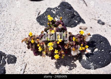 Das Küstenragkraut (Senecio leucanthemifolius) ist eine einjährige Pflanze, die im Mittelmeerraum beheimatet ist. Dieses Foto unterart moqueguirre hediondo (Senecio leuc Stockfoto