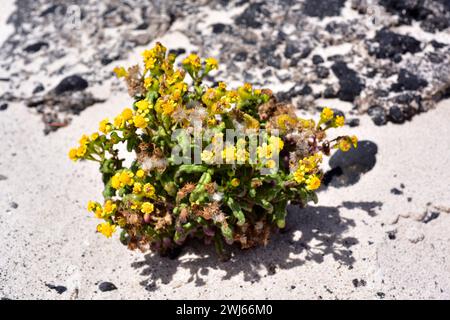 Das Küstenragkraut (Senecio leucanthemifolius) ist eine einjährige Pflanze, die im Mittelmeerraum beheimatet ist. Dieses Foto unterart moqueguirre hediondo (Senecio leuc Stockfoto