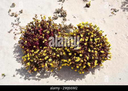 Das Küstenragkraut (Senecio leucanthemifolius) ist eine einjährige Pflanze, die im Mittelmeerraum beheimatet ist. Dieses Foto unterart moqueguirre hediondo (Senecio leuc Stockfoto