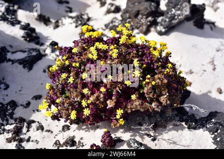 Das Küstenragkraut (Senecio leucanthemifolius) ist eine einjährige Pflanze, die im Mittelmeerraum beheimatet ist. Dieses Foto unterart moqueguirre hediondo (Senecio leuc Stockfoto