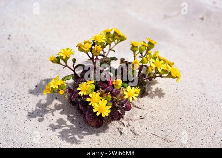 Das Küstenragkraut (Senecio leucanthemifolius) ist eine einjährige Pflanze, die im Mittelmeerraum beheimatet ist. Dieses Foto unterart moqueguirre hediondo (Senecio leuc Stockfoto