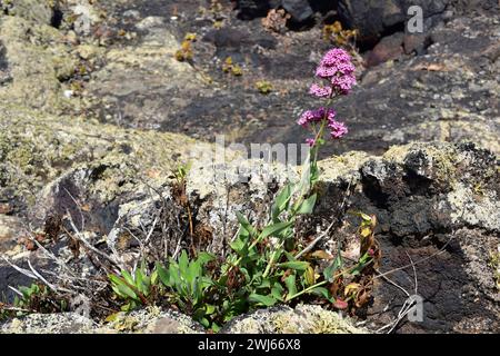 Der Rotbaldrian (Centranthus ruber) ist ein mehrjähriger Unterstrauch, der in Südeuropa, Nordafrika und Westasien beheimatet ist. Dieses Foto wurde in Lanzarot aufgenommen Stockfoto