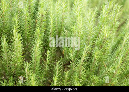Rosmarinpflanze im Garten, Nahaufnahme von grünem Rosmarin. Stockfoto