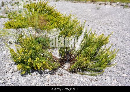 False yellowhead oder Sticky Fleabane (Dittrichia viscosa oder Inula viscosa) ist eine mehrjährige Pflanze, die im Mittelmeerraum beheimatet ist. Dieses Foto wurde aufgenommen in Stockfoto