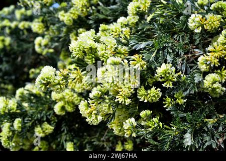 Barba de Jupiter (Anthyllis barba-jovis) ist ein Strauch, der in der cetralen Mittelmeerregion beheimatet ist. Blütenstände Detail. Stockfoto