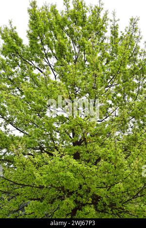 Puteneiche (Quercus cerris) ist ein Laubbaum, der in Südosteuropa und Westasien beheimatet ist. Frühlingsblätter. Stockfoto