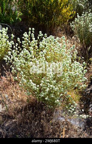 Tomillo blanco (Thymus mastichina) ist ein ausdauerndes Kraut, das auf der mittleren und südlichen Iberischen Halbinsel endemisch ist. Dieses Foto wurde in Arribes del Duero Natu aufgenommen Stockfoto