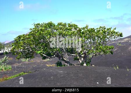 Ficus carica (Ficus carica) ist ein in Westasien heimischer Laubbaum, der aber in gemäßigten Regionen der Welt wegen seiner genießbaren fru angebaut wird Stockfoto