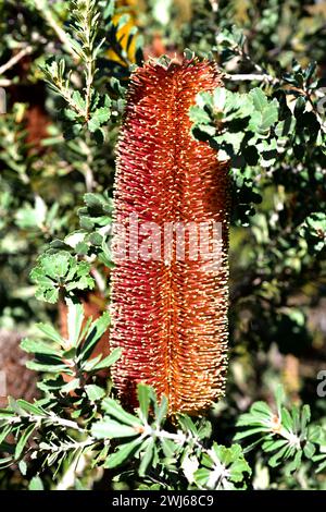 Banksia praemorsa (Banksia praemorsa) ist ein Strauch aus Westaustralien. Blütenstand. Stockfoto