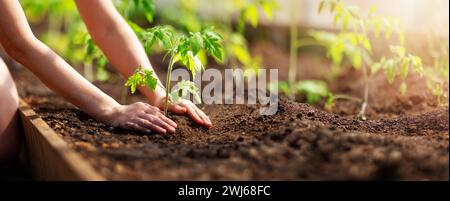 Menschliche Hände Pflanzen Sprossen von Tomaten im Gewächshaus Stockfoto