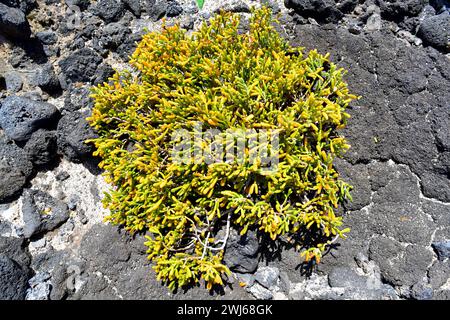 UVA de mar (Zygophyllum fontanesii oder Tetraena fontanesii) ist ein xerophiler Sträucher, der auf den Kanarischen Inseln, Kap Verde und Nordwestafrika aus Moro beheimatet ist Stockfoto