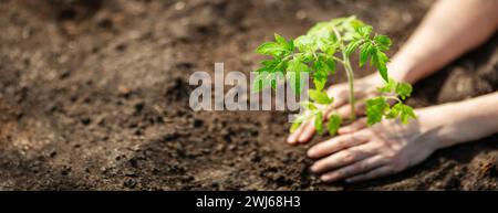 Menschliche Hände Pflanzen Sprossen von Tomaten im Gewächshaus Stockfoto