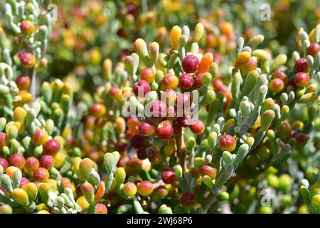 UVA de mar (Zygophyllum fontanesii oder Tetraena fontanesii) ist ein xerophiler Sträucher, der auf den Kanarischen Inseln, Kap Verde und Nordwestafrika aus Moro beheimatet ist Stockfoto