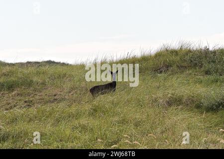 Der vorsichtige Hirsch kehrte in die Wildnis auf Borkum zurück Stockfoto