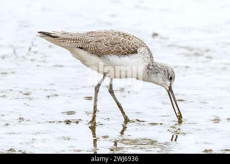 Green Shank Fishing Lugworm, National Trust, Brownsea Island, Dorset, Großbritannien Stockfoto