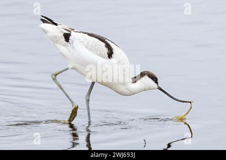 Avocet Fang Lugworm, National Trust, Brownsea Island, Dorset, Großbritannien Stockfoto