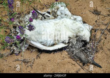 Ein toter Rotschlauchtaucher (Gavia stellata) an der Schwarzmeerküste. Die Wintersterblichkeit von Wasservögeln bei einem schweren Sturm Stockfoto