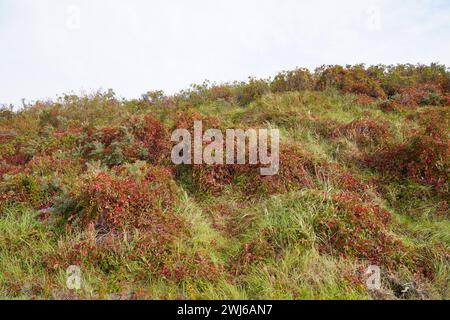 Wunderschöne Vegetation der Insel Borkum Stockfoto