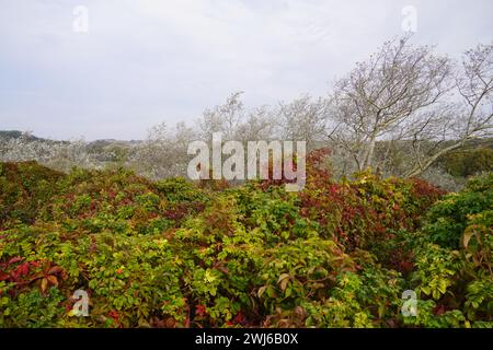 Wunderschöne Vegetation der Insel Borkum Stockfoto