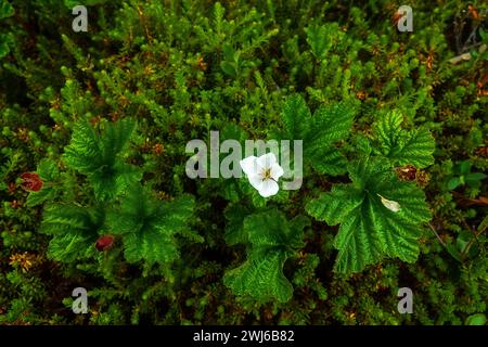 Berghaspberry (Rubus chamaemorus) blüht an der Ostküste Skandinaviens, der Barentssee. Die Biocenose wird als Wolkenbeeren-Heidelbeeren-tun bezeichnet Stockfoto