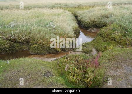 Wunderschöne Vegetation der Insel Borkum Stockfoto