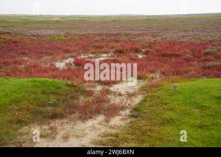 Wunderschöne Vegetation der Insel Borkum Stockfoto