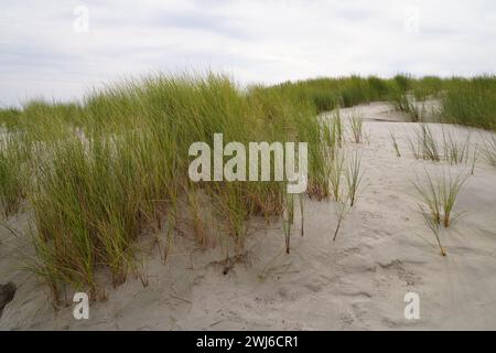 Wunderschöne Düne mit Gras auf Borkum Stockfoto