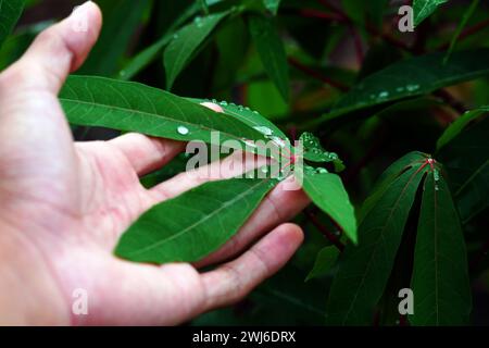 Die Hand des Mannes berührt feuchte wilde tropische Blätter nach Regen. Der Begriff des Verhältnisses zwischen Natur und Mensch. Männlicher Arm berührt nassen tropischen lea Stockfoto