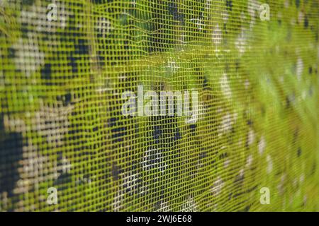 Moosige Plantagennetze sind grün. Stockfoto