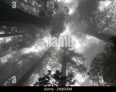 Der Nebel umhüllt üppige Bäume. Lady Bird Grove im Redwood National Park, Kalifornien Stockfoto