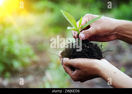 Junge Pflanze in der Hand des Menschen. Hände, die einen Jungbaum auf einem natürlichen Hintergrund mit Sonnenlicht-Effekt Pflanzen. Green World Earth Day Konzept Stockfoto
