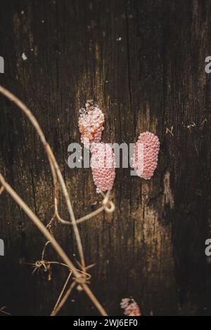 Die rosa Schneckeneier, die ich auf dem toten Holz fand Stockfoto