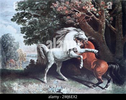 Die Kampfhengste von George Stubbs R.A. (1724–1806). Colour Illustration from the Connoisseur, an Illustrated Magazine for Collectors Vol 3 (Mai-Aug 1902), veröffentlicht in London. Stockfoto