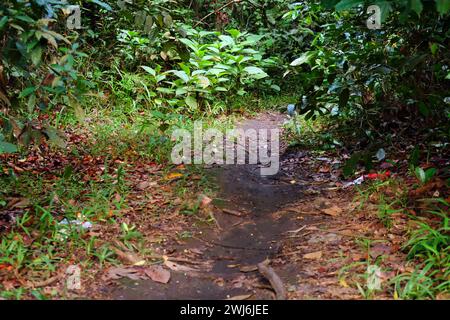 Geheimnisvoller Pfad mitten im Wald, umgeben von grünen Büschen und Blättern. Mystische und ruhige Atmosphäre. Stockfoto