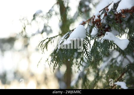 Wacholderzweige mit Schnee bedeckt im Winterpark, Nahaufnahme. Leerzeichen für Text Stockfoto