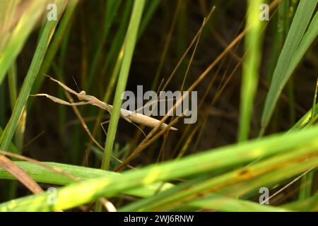 Das betende Mantis-Insekt jagt im Gras. Er hob die Pfoten hoch und bereitete sich auf den Angriff vor. Stockfoto