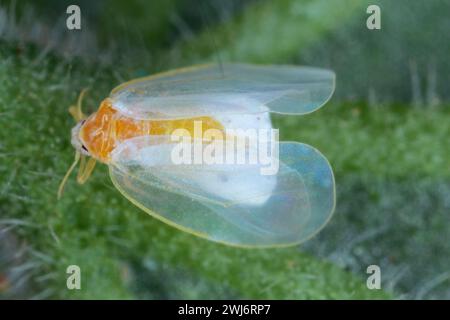 Aleurodicus White Fly, ist ein kleines weißes, saftsaugendes Insekt, ein wahrer Wanzen in der Ordnung Hemiptera. Erwachsene. Stockfoto