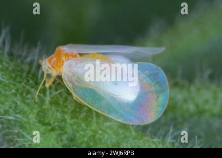 Aleurodicus White Fly, ist ein kleines weißes, saftsaugendes Insekt, ein wahrer Wanzen in der Ordnung Hemiptera. Erwachsene. Stockfoto