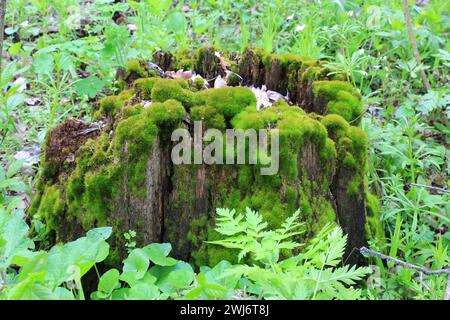 Blick auf grünes Moos auf Holzstumpf Stockfoto