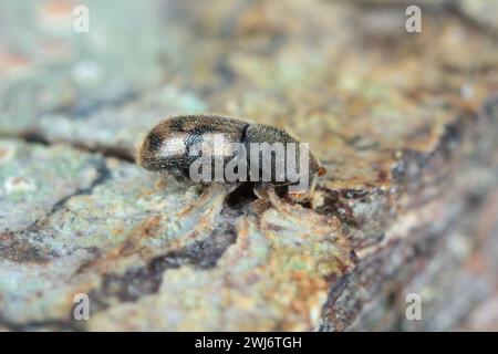 Ein interessanter Rindenkäfer der Gattung Aphanarthrum, der in Pflanzen der Gattung Euphorbia (Spurge) auf den Kanarischen Inseln lebt. Stockfoto