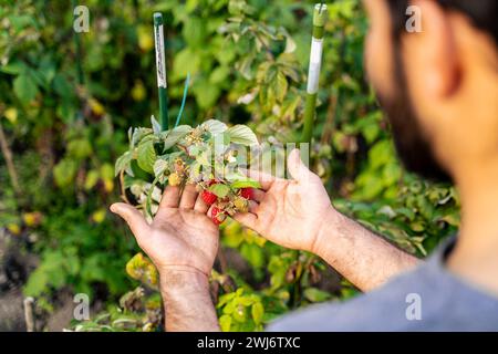Junger bärtiger Bauer, der frische Himbeeren im Garten pflückt Stockfoto