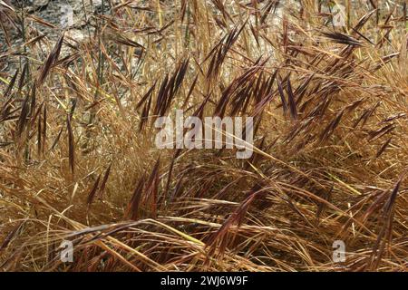 Tahquitz Canyon Trail in der Nähe von Palm Springs in Kalifornien. Stockfoto